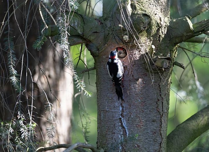 Unterkunft 322228 - Ferienhaus Veluwe - Vakantiehuis in Voorthuizen