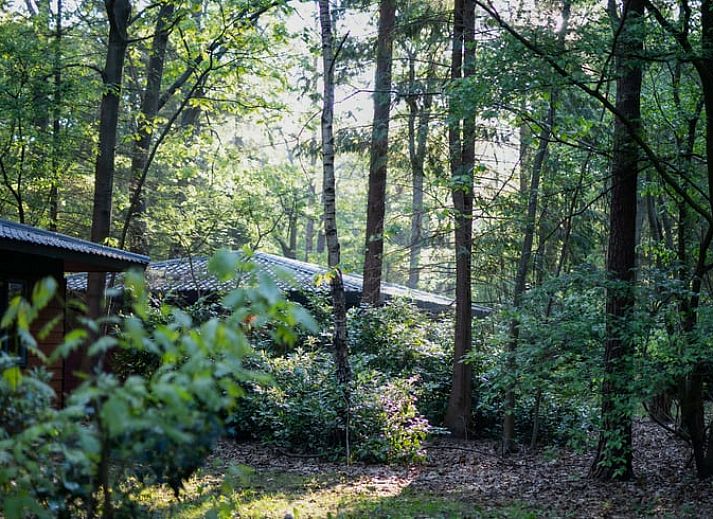 Gemuetliche Terrasse im Ferienhaus in Voorthuizen, ideal zum Entspannen in der Natur der Veluwe.