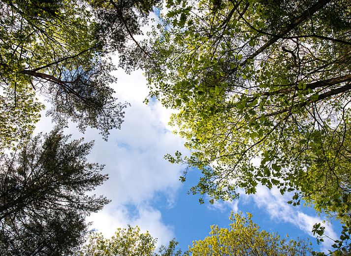 Eichhoernchen entdeckt im Wald in der Naehe des Ferienhauses in Voorthuizen, Veluwe, Gelderland.