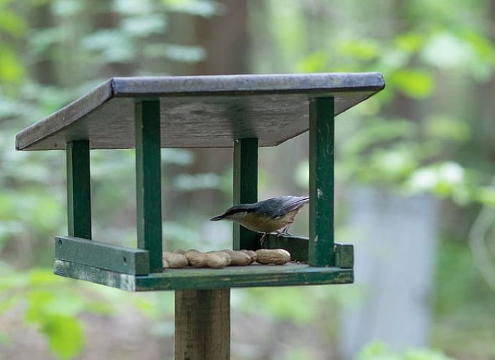 Eichhoernchen entdeckt im Wald in der Naehe des Ferienhauses in Voorthuizen, Veluwe, Gelderland.