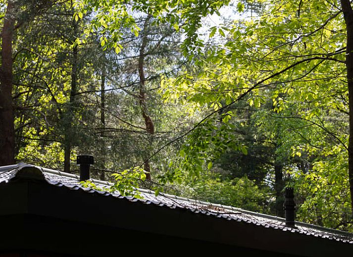 Terrasse mit Blick auf die Natur im Ferienhaus in Voorthuizen, Veluwe, Gelderland.