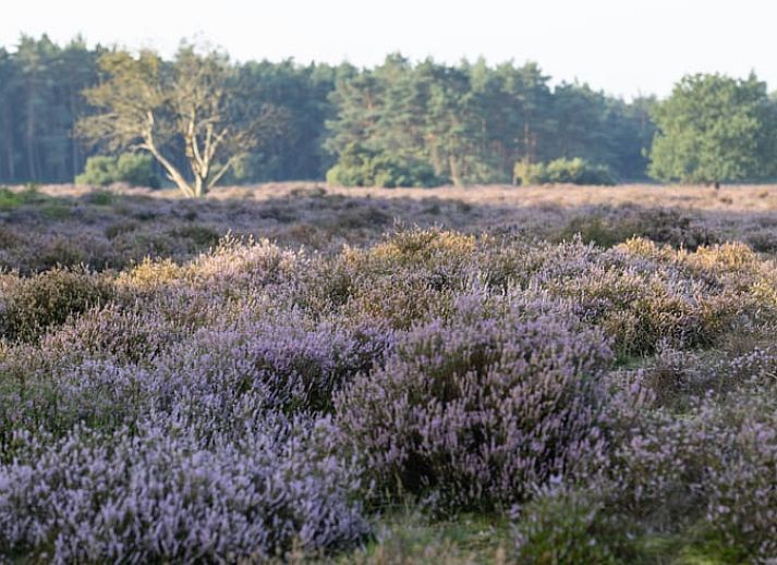Gemuetliche Essecke im Ferienhaus in Voorthuizen, Veluwe, Gelderland.