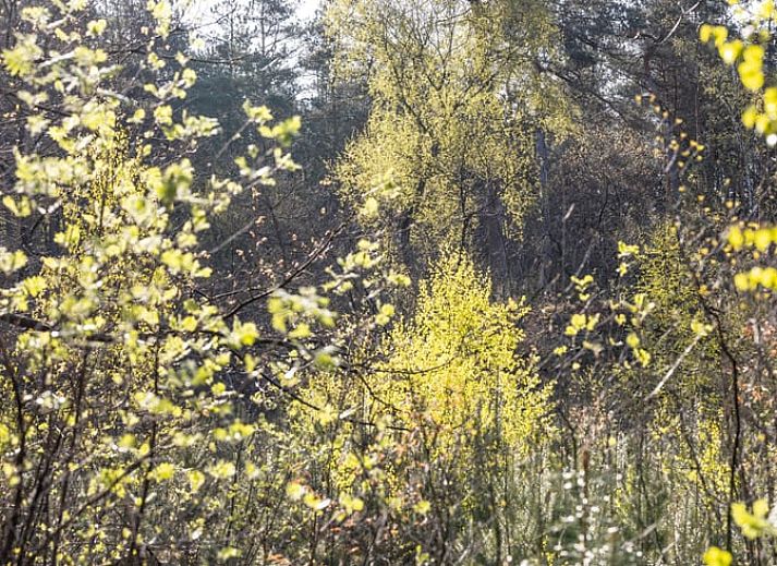Eichhoernchen in der natuerlichen Umgebung des Ferienhauses in Voorthuizen, Veluwe, Gelderland.