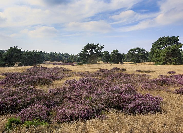 Veranda des Ferienhauses Recreatiepark De Boshoek in Voorthuizen, Veluwe mit Sonnenschirmen und Blick ins Gruene.