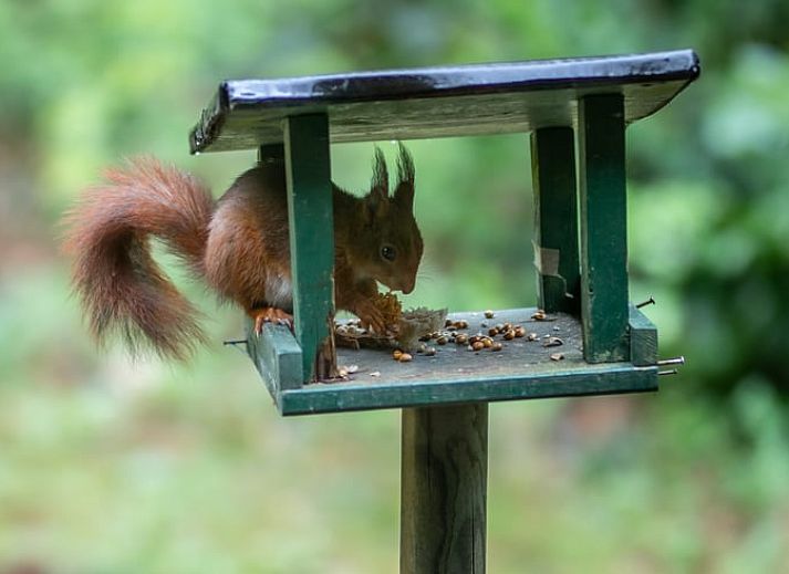 Gezellige woonkamer in Vakantiehuisje in Voorthuizen, Veluwe. Comfortabele zitruimte met uitzicht op bosrijke omgeving in Gelderland.