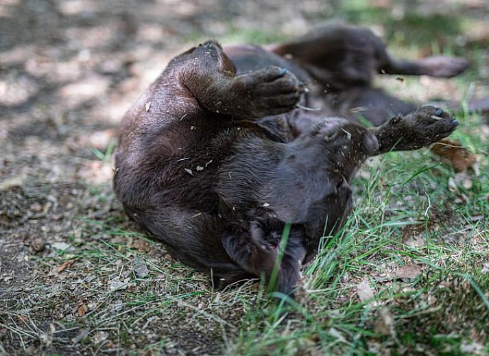 Gezellige woonkamer in Vakantiehuisje in Voorthuizen, Veluwe. Comfortabele zitruimte met uitzicht op bosrijke omgeving in Gelderland.