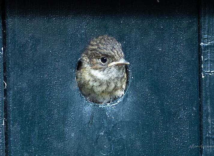 Gezellige woonkamer van Vakantiehuisje in Voorthuizen, Veluwe, met uitzicht op het terras en omringende natuur in Gelderland.