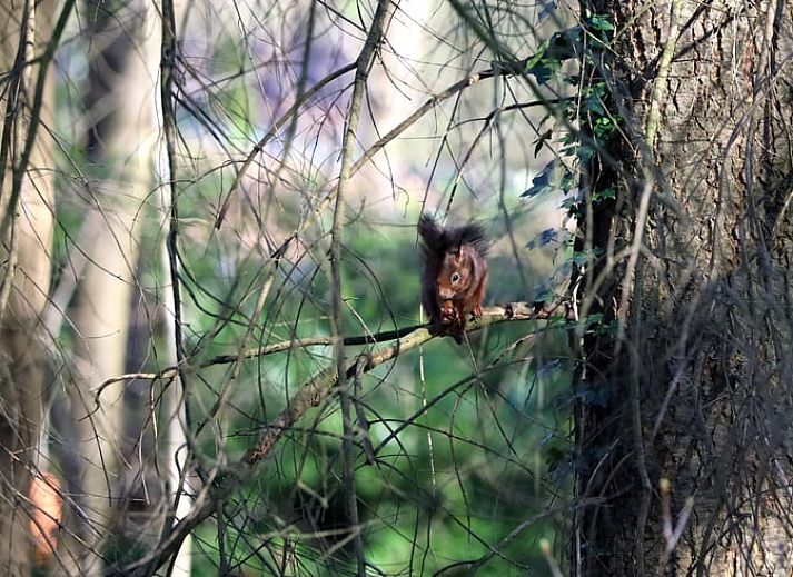 Vakantiehuisje in Voorthuizen, een knusse vakantiewoning midden in de Veluwe, Gelderland, omringd door weelderige natuur en serene bossen.