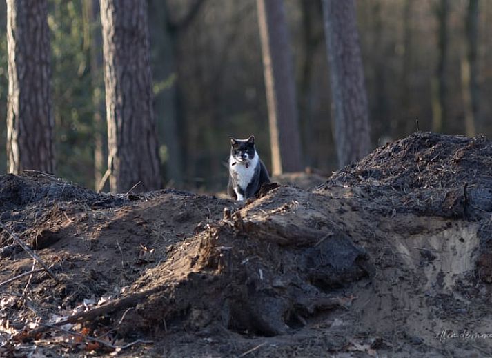 Vakantiehuisje in Voorthuizen, een knusse vakantiewoning midden in de Veluwe, Gelderland, omringd door weelderige natuur en serene bossen.