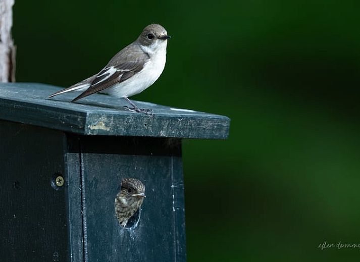Vakantiehuisje in Voorthuizen, een knusse vakantiewoning midden in de Veluwe, Gelderland, omringd door weelderige natuur en serene bossen.