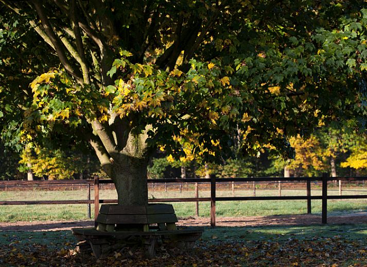 Terras bij Vakantiehuisje in Vaassen met zitgelegenheid, Veluwe, Gelderland.