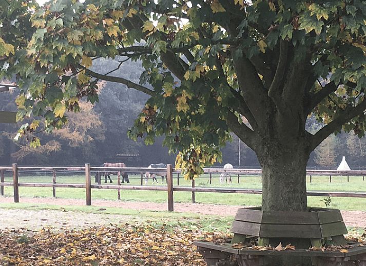 Terras bij Vakantiehuisje in Vaassen met zitgelegenheid, Veluwe, Gelderland.