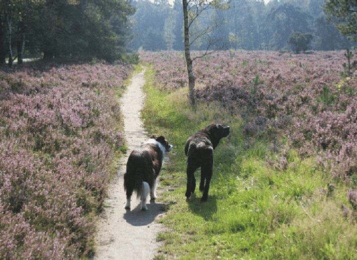 Gezellige binnenruimte van Vakantiehuisje in Vaassen met uitzicht op de tuin, Veluwe.