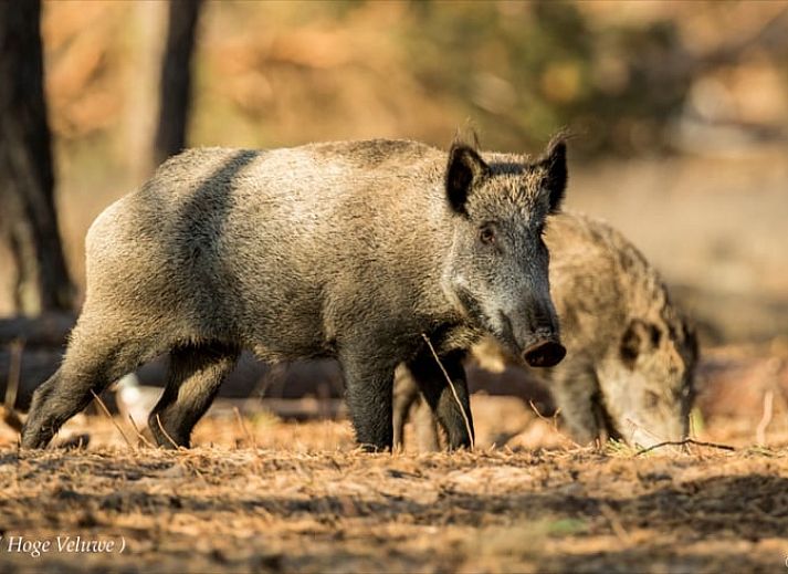 Gezellige binnenruimte van Vakantiehuisje in Vaassen met uitzicht op de tuin, Veluwe.