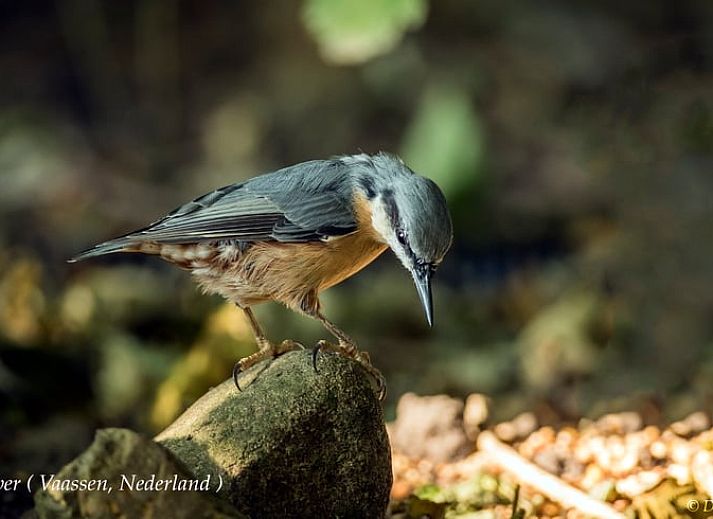 Slaapkamer van Vakantiehuisje in Vaassen met comfortabele stoelen, Veluwe, Gelderland.