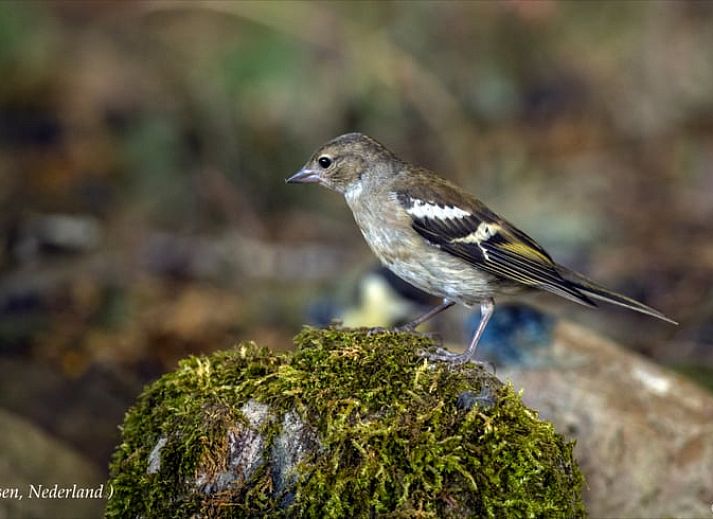 Slaapkamer van Vakantiehuisje in Vaassen met comfortabele stoelen, Veluwe, Gelderland.