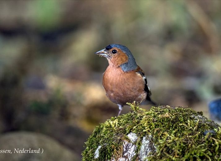 Slaapkamer van Vakantiehuisje in Vaassen met comfortabele stoelen, Veluwe, Gelderland.