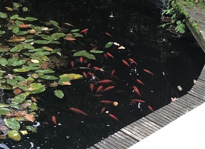 Woonkamer van Vakantiehuisje in Vaassen met open keuken, Veluwe, Gelderland.