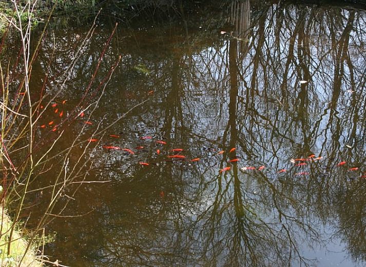 Woonkamer van Vakantiehuisje in Vaassen met open keuken, Veluwe, Gelderland.