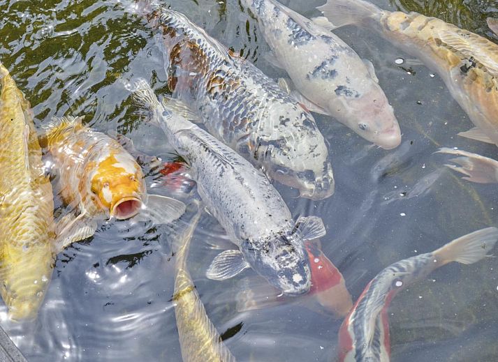 Rustieke buitenruimte van vakantiehuis Kerkuil in Hulshorst, Veluwe, met comfortabele zitplaatsen.