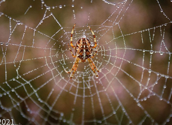 Ess- und Sitzecke im Ferienhaus Haas, Hulshorst, Veluwe, ideal fuer Familien.