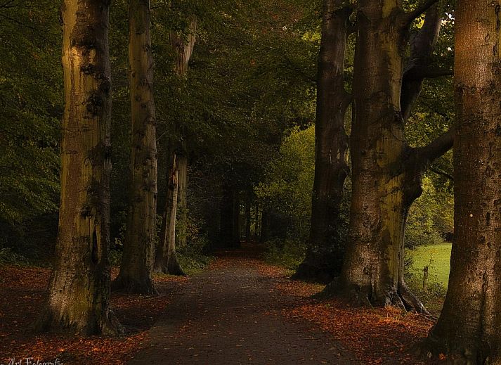 Modern kitchen of chalet Eekhoorn in Hulshorst, Veluwe with all amenities.