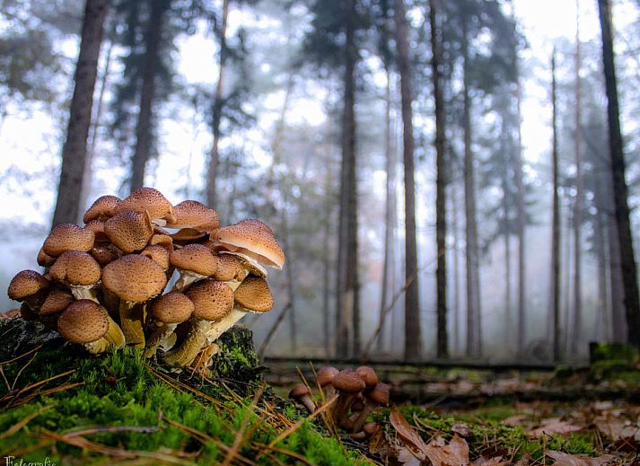 Modern kitchen of chalet Eekhoorn in Hulshorst, Veluwe with all amenities.