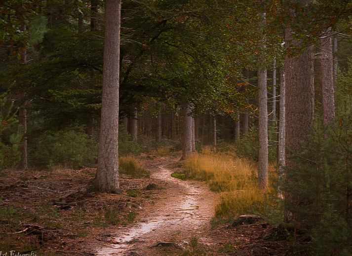 Modern kitchen of chalet Eekhoorn in Hulshorst, Veluwe with all amenities.