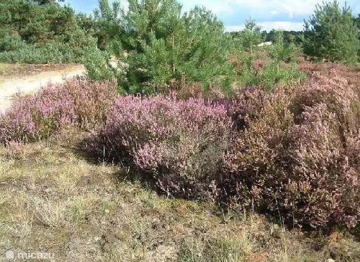 Verblijf 322488 - Vakantiewoning Veluwe - Onder de Bos