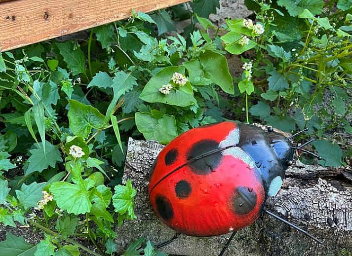 Sunny terrace at Cottage in Otterlo, perfect for relaxation in Otterlo, Veluwe, Gelderland.