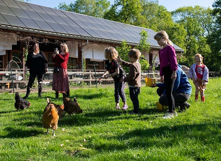 Gruenes Gewaechshaus im Cottage in Otterlo, Ferienunterkunft in der Veluwe, Gelderland, umgeben von Sonnenblumen und Kraeutern.