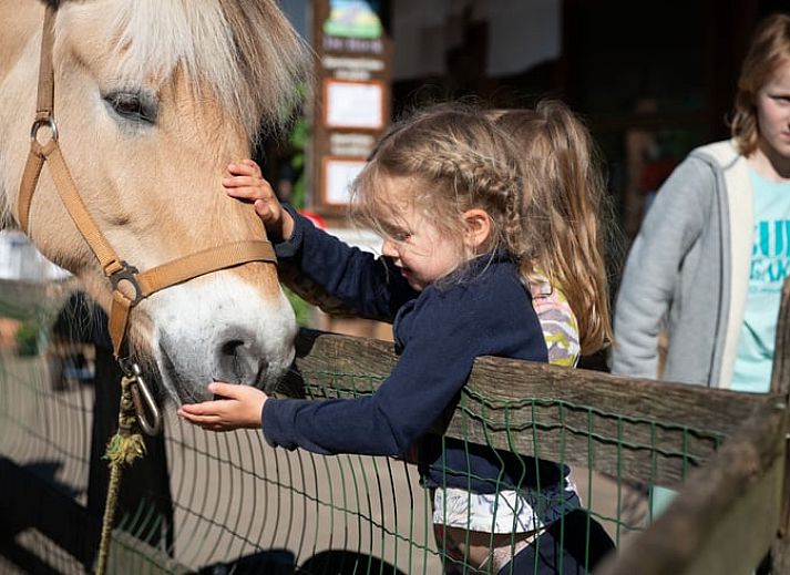 Gruenes Gewaechshaus im Cottage in Otterlo, Ferienunterkunft in der Veluwe, Gelderland, umgeben von Sonnenblumen und Kraeutern.