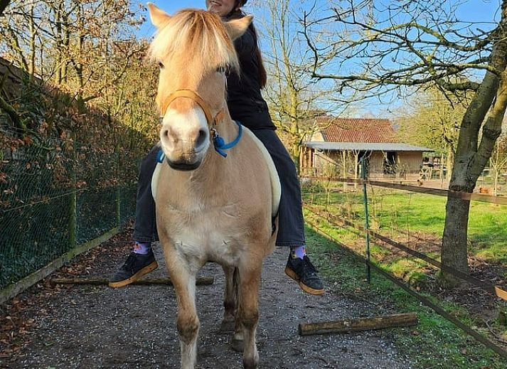 Kinder spielen mit Schweinen im Cottage in Otterlo, Ferienunterkunft in Veluwe, Gelderland, ideal fuer Familien.