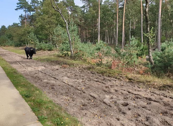 Stijlvolle woonkamer van Vakantiehuis in Otterlo, Veluwe, ideaal voor ontspanning en gezelligheid.