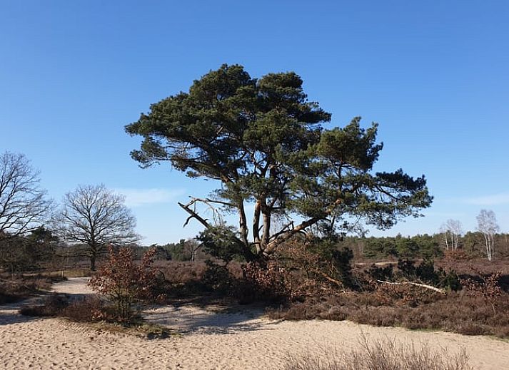Praktische keuken van Vakantiehuis in Otterlo, Veluwe, met eettafel en veel natuurlijk licht.