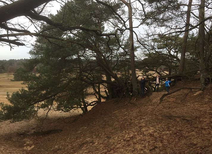 Chalet in Otterlo, bright interior with modern decor, perfect for a relaxing stay in the Veluwe.