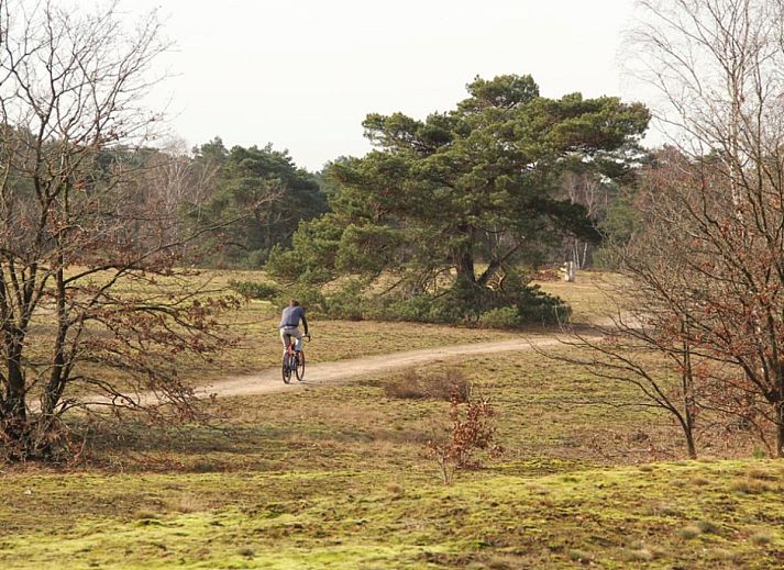Unterkunft 3225238 - Ferienhaus Veluwe - Stiltewoud