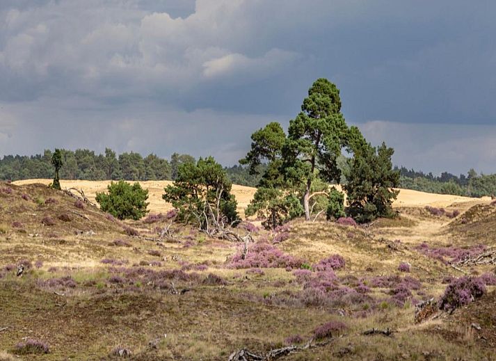 Unterkunft 3225238 - Ferienhaus Veluwe - Stiltewoud
