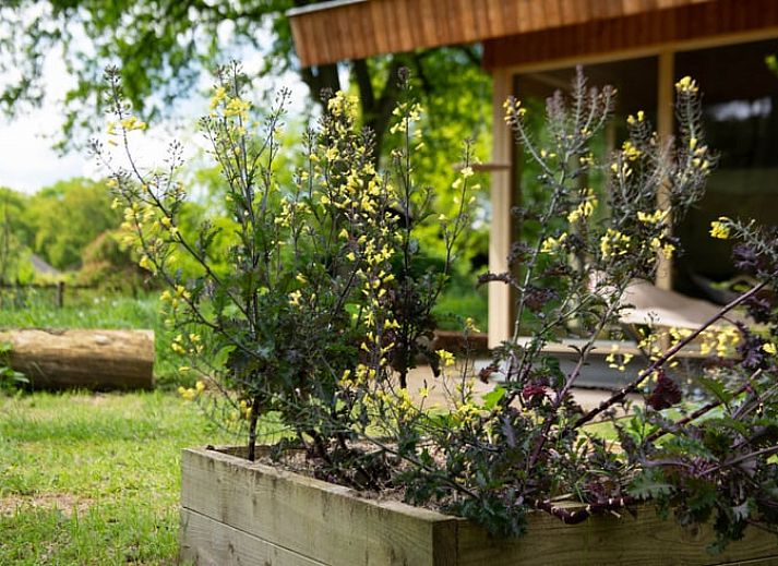 Gezellige binnenruimte van Vakantiehuis in Otterlo, een vakantiehuis in de Veluwe, Gelderland met moderne inrichting en comfortabele zithoek.