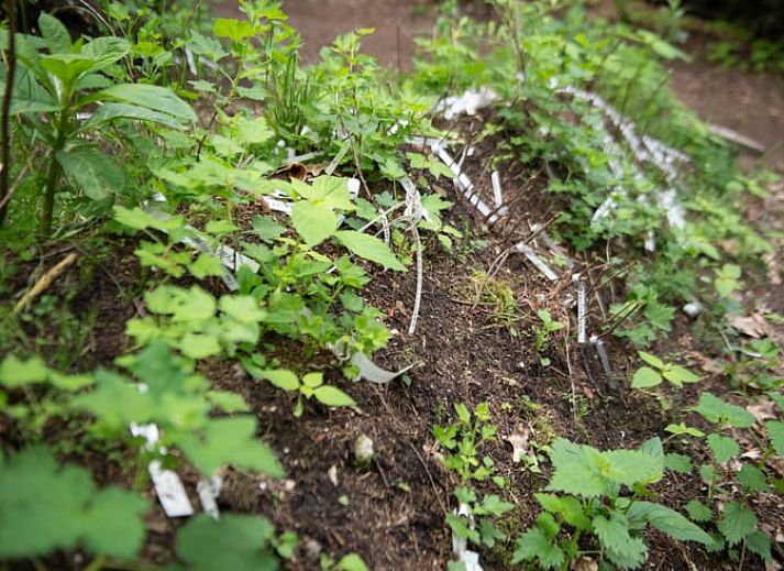 Gezellige slaapkamer in Vakantiehuis in Otterlo, Veluwe, met houten interieur en sfeervolle verlichting, ideaal voor een ontspannen verblijf.