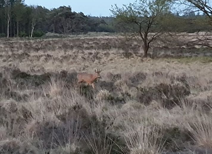 Eethoek met uitzicht in Vakantiehuisje in Otterlo, Veluwe, Gelderland.