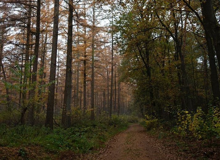 Stilvolles Aeusseres des Ferienhauses in Otterlo, Veluwe mit natuerlicher Dekoration und gruener Umgebung in Gelderland.