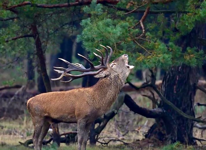 Verblijf 3227103 - Vakantiewoning Veluwe - Vakantiehuisje in Epe