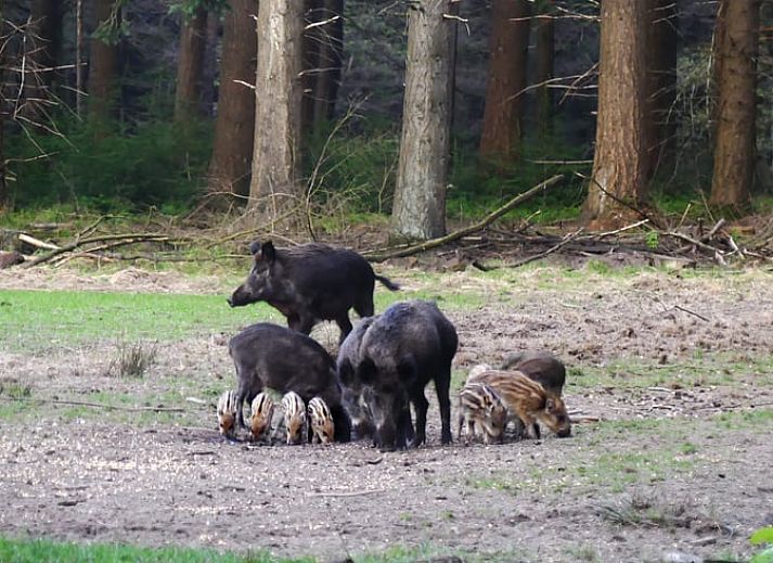 Verblijf 3227103 - Vakantiewoning Veluwe - Vakantiehuisje in Epe