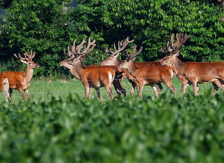 Verblijf 3227103 - Vakantiewoning Veluwe - Vakantiehuisje in Epe