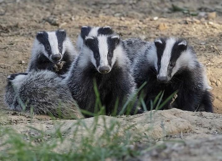 Verblijf 3227103 - Vakantiewoning Veluwe - Vakantiehuisje in Epe