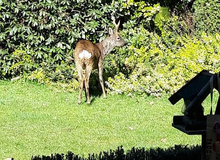Vacation home in Epe in the Veluwe, Gelderland, with inviting terrace and green garden, surrounded by nature.