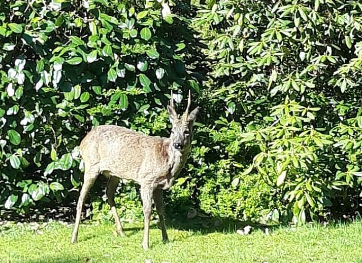 Vacation home in Epe in the Veluwe, Gelderland, with inviting terrace and green garden, surrounded by nature.