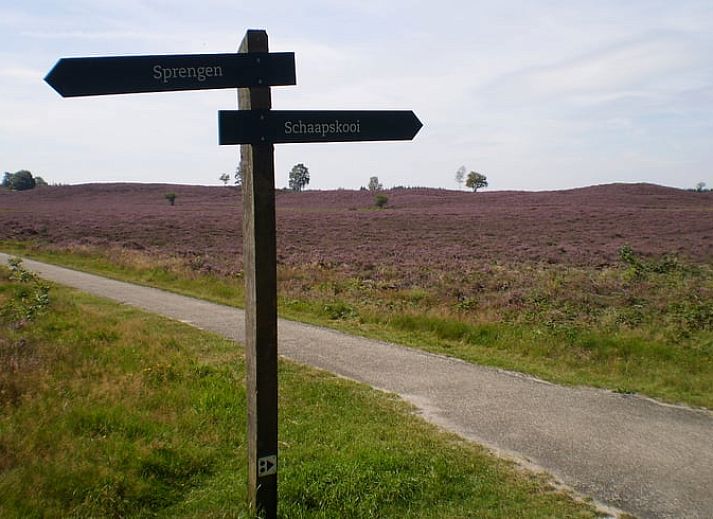 Enjoy nature around Holiday home in Epe, Veluwe, Gelderland, with a curious deer in the green surroundings.