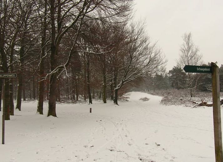 Enjoy nature around Holiday home in Epe, Veluwe, Gelderland, with a curious deer in the green surroundings.